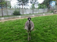Strusie EMU